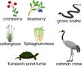 Set with swamp animals and plants: common crane, grass snake, european pond turtle, cranberry, blueberry and sphagnum isolated on